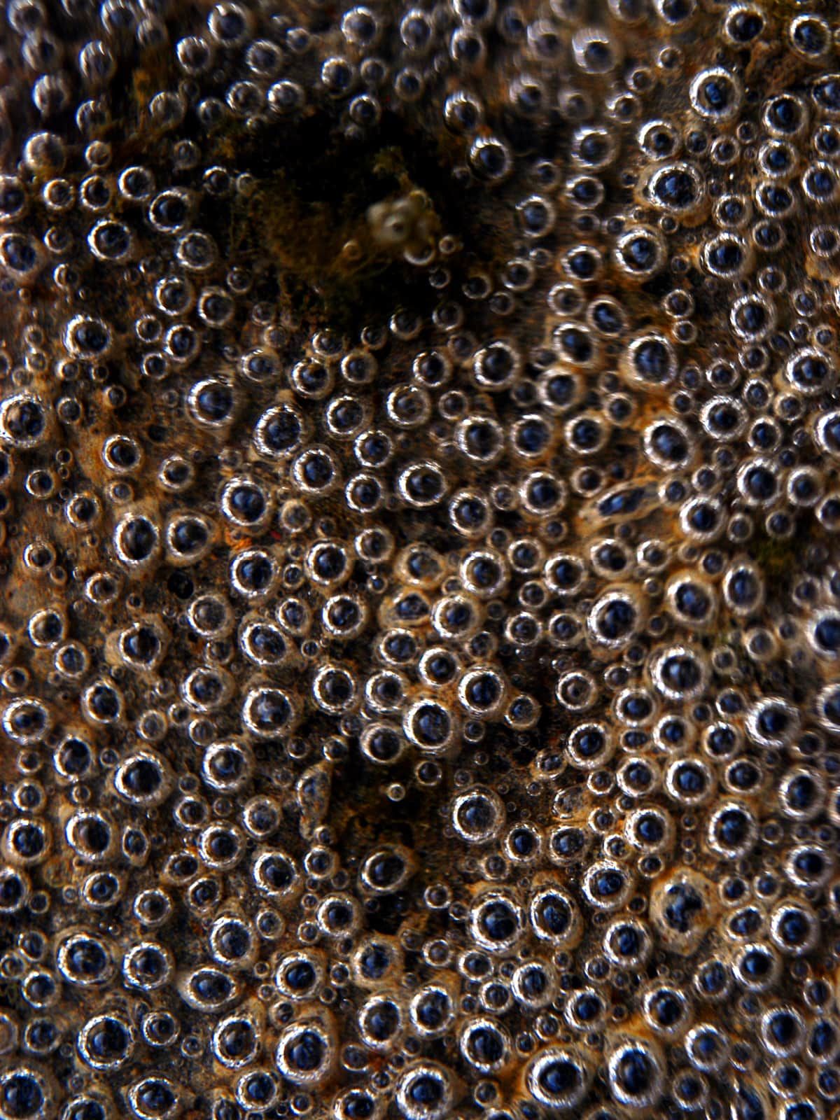  © crosslens / Flickr